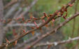 Orange Everglow rose photo