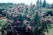 Ross Rambler 3 rose photo