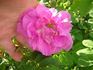 Ross Rambler 3 rose photo