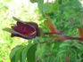 Ross Rambler 3 rose photo