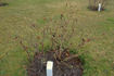 Rosa Zwerg rose photo