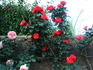 Cookies ® rose photo