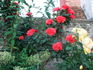 Cookies ® rose photo