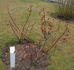 Bayreuth rose photo