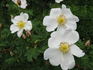 Ross Rambler 4 rose photo