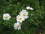 Ross Rambler 4 rose photo