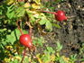 Ross Rambler 4 rose photo