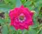 Swalk rose photo