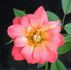 Spice Drop ™ rose photo