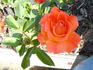 BAIrise rose photo