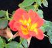 Mighty Moe rose photo