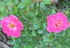Live Wire ™ rose photo