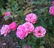 Judy Fischer rose photo