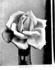Mrs. Edward Mawley rose photo