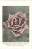 Mrs. Edward Mawley rose photo