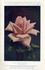 Mrs. Edward Mawley rose photo