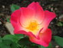 Morden Sunrise x Home Run rose photo