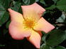 Morden Sunrise x Home Run rose photo