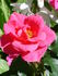 Morden Sunrise x Home Run rose photo