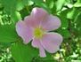 Longfellow rose photo