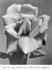 Mrs. Edward Mawley rose photo