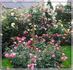 Elly J. Nieborg rose photo