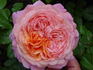 Elly J. Nieborg rose photo