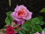Elly J. Nieborg rose photo