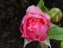 Elly J. Nieborg rose photo