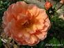 Jacotte rose photo
