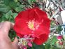 E05 rose photo