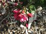 E05 rose photo