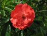 Margo Koster, Cl. rose photo