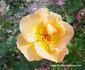Atocha Gold rose photo