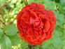 Jolly Roger rose photo