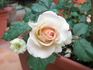 La Belle rose photo