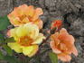 Halo Sunrise rose photo