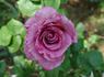 Double Feature rose photo