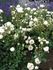 Bella Weiss ® rose photo