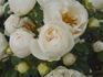Bella Weiss ® rose photo