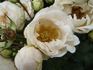 Bella Weiss ® rose photo