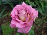 Double Feature rose photo