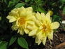 Yellow Jewel rose photo