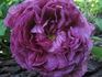 Cosimo Ridolfi rose photo