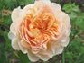Felidaé rose photo