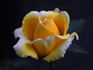 Aberlady™ rose photo