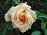 Just Dreamy rose photo