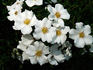 Starry Night ™ rose photo