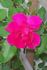 Captain Samuel Holland rose photo