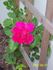 Captain Samuel Holland rose photo
